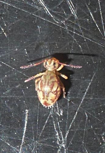 Réf. 94 640 : Dicyrtomina saundersi