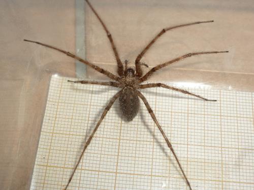 Tegenaria parietina