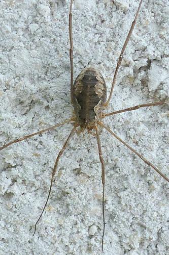 Réf. 94 774 : Phalangium opilio