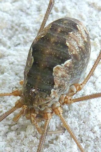 Réf. 94 775 : Phalangium opilio