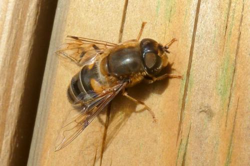 Réf. 94 290 : Eristalis pertinax
