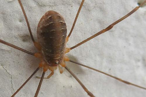 Réf. 94 707 : Opilio canestrinii