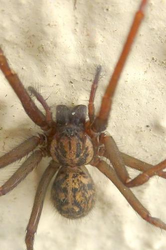 Tegenaria sp.