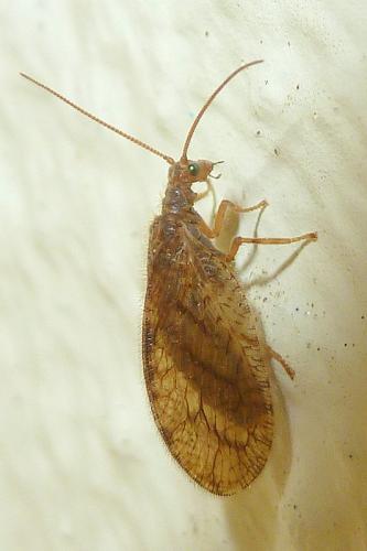 Micromus angulatus
