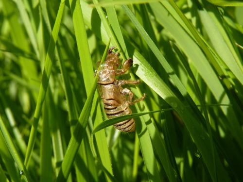 Cicadetta sp.