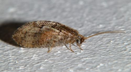 Réf. 94 598 : Wesmaelius sp.