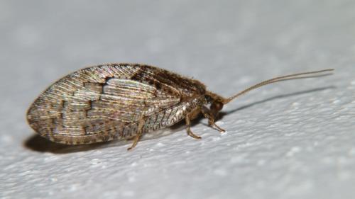 Wesmaelius sp.