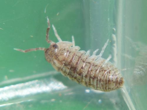 Réf. 94 564 : Armadillidium sp.