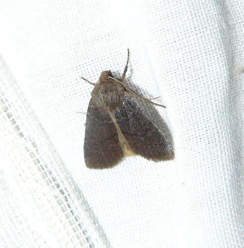 Réf. 94 291 : Conistra sp.