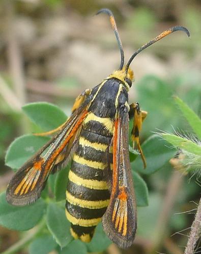 Réf. 94 010 : Bembecia ichneumoniformis