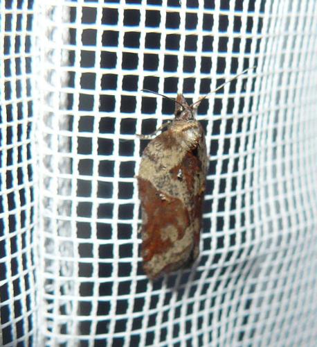 Acleris hastiana