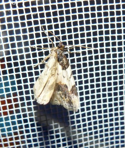 Réf. 94 718 : Ligdia adustata