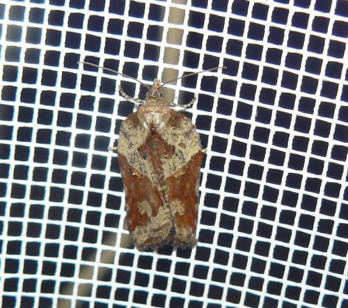 Acleris hastiana