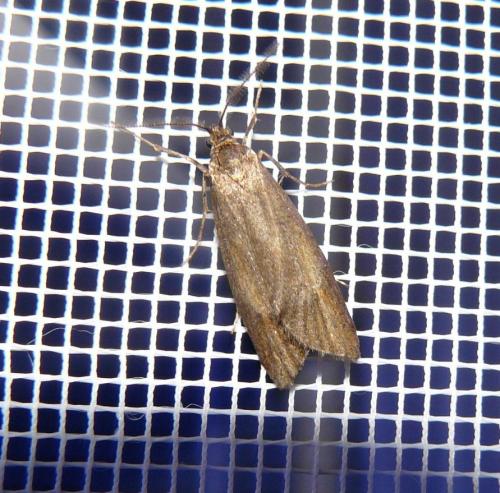 Diurnea lipsiella