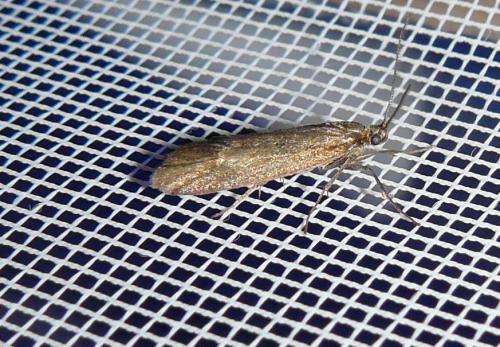 Diurnea lipsiella
