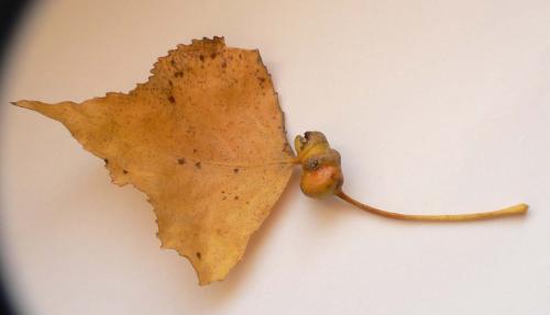Réf. 94 943 : Pemphigus spyrothecae