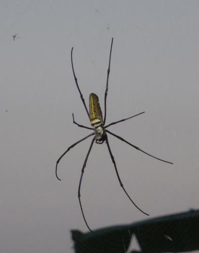 Réf. 94 532 : Nephila pilipes