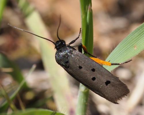 Réf. 94 480 : Ethmia aurifluella