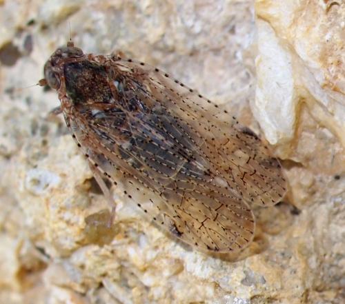Cixius sp.