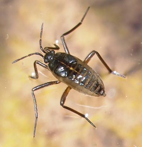 Réf. 94 045 : Velia sp.