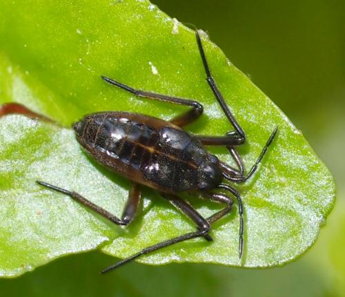 Réf. 94 046 : Velia sp.