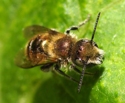 Réf. 94 253 : Osmia sp.