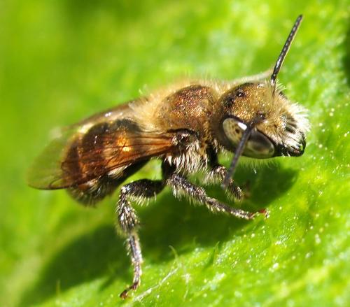 Réf. 94 254 : Osmia sp.