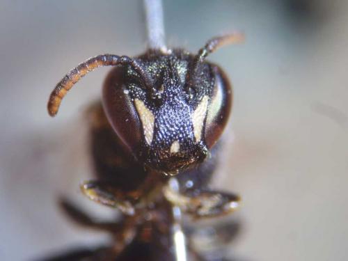 Hylaeus punctatus