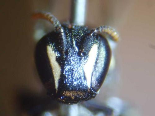 Hylaeus sp.