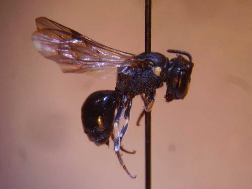 Hylaeus pectoralis