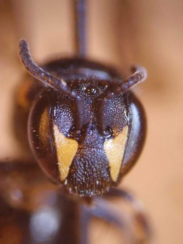 Hylaeus pectoralis