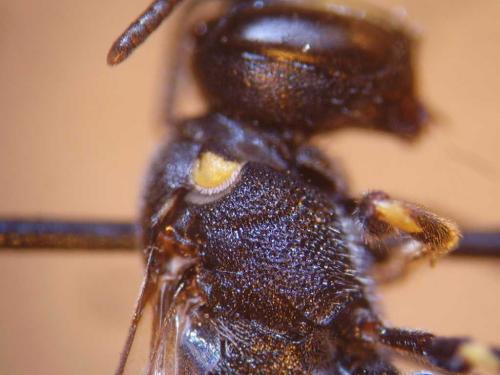 Hylaeus pectoralis