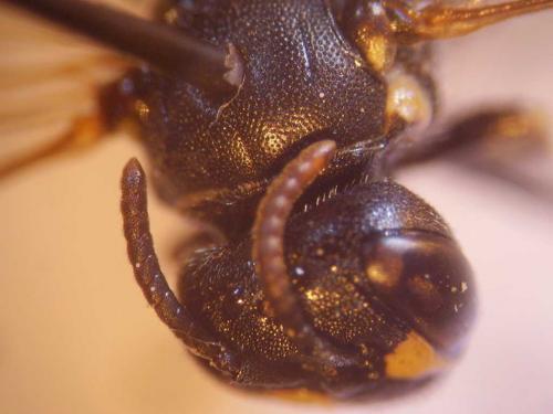 Hylaeus pectoralis