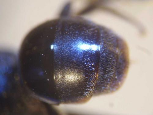 Hylaeus pectoralis