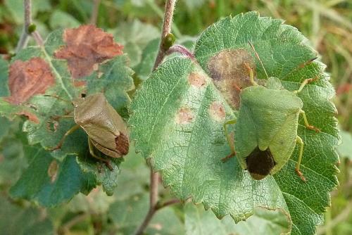 Palomena viridissima