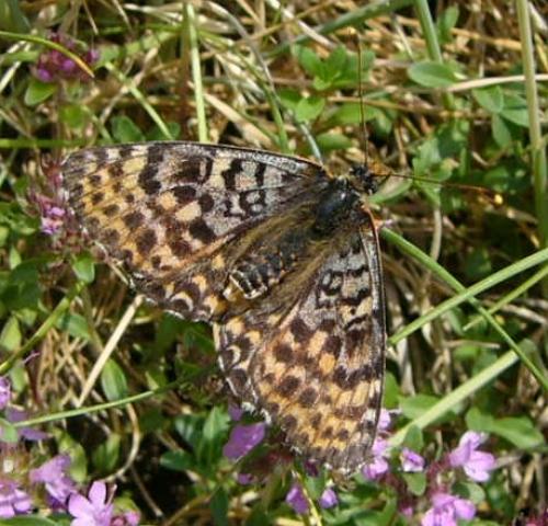 Melitaea didyma