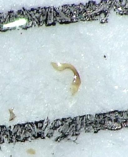 Charagochilus gyllenhalii