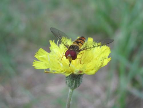 Episyrphus balteatus