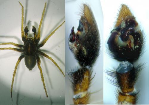 Pardosa palustris