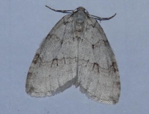 Epirrita autumnata