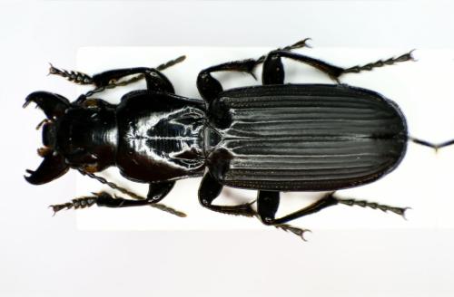 Percus passerinii