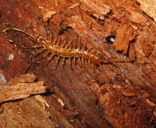Réf. 94 105 : Eupolybothrus longicornis
