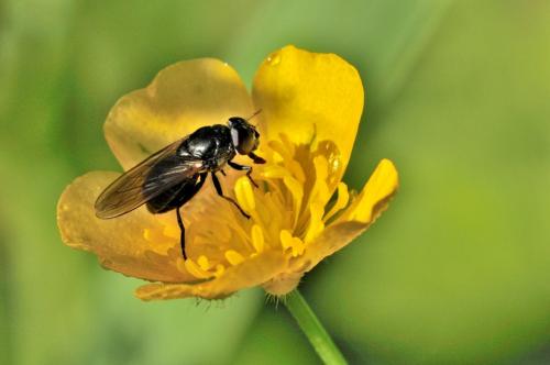 Réf. 94 277 : Cheilosia sp.