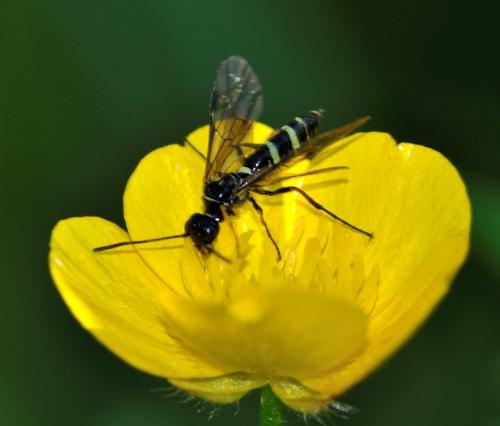 Réf. 94 525 : Cephinae inconnu