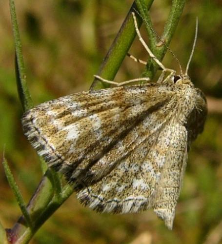 Réf. 94 406 : Scopula immorata