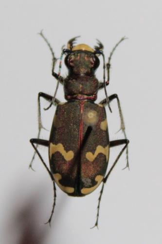 Réf. 94 001 : Cicindela hybrida