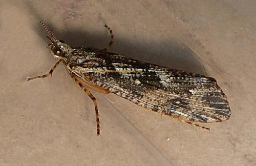 Agrypnia varia