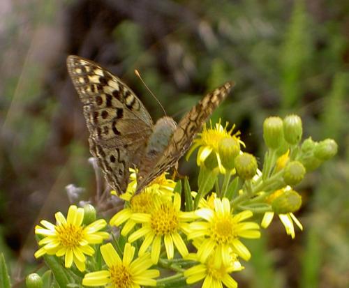 Argynnis pandora