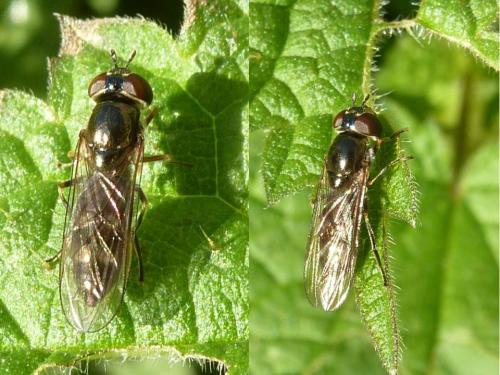 Réf. 94 218 : Platycheirus albimanus