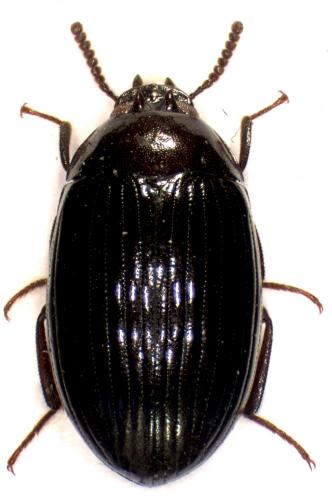 Platydema dejeanii